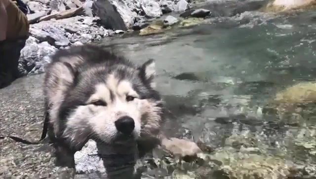 Relax, Wolf, Wolf Dog, Husky, River, Chill, Soothing, Animals Pets