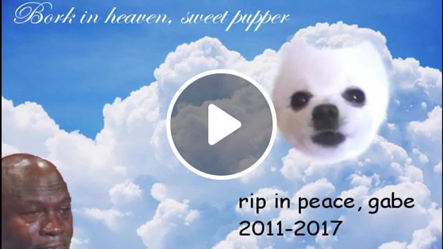 Rest in pupperoni, heckin pupper, pupper, rip in pepperoni, doggo ign dies, rip doggo, re reading these tags, i thought you should learn something while you, did you know dog food lid backwards is dildo of god, dang doggos, rest in peace gabe, dog source, gabe the dog, gabe, heckin doggos, doggo, heck, animals pets. #0