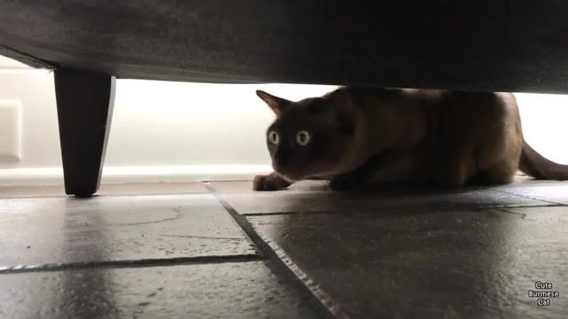 Restless cat - Video & GIFs | cat,burmese cat,siren,cute,funny,hilarious,cute cat,scared,scared cat,cat tongue,cat stick tongue out,funny cat,alert,system,cat youtube,champagne burmese,chocolate burmese,family friendly,animals pets