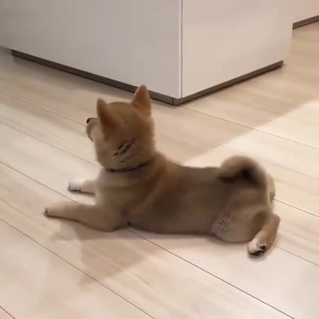 Sit and sploot, animals pets.