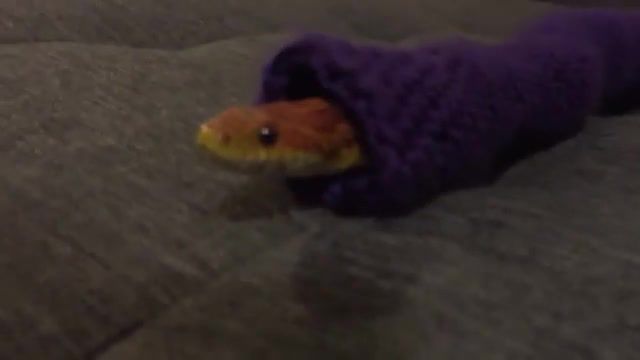 Snake in a sweater