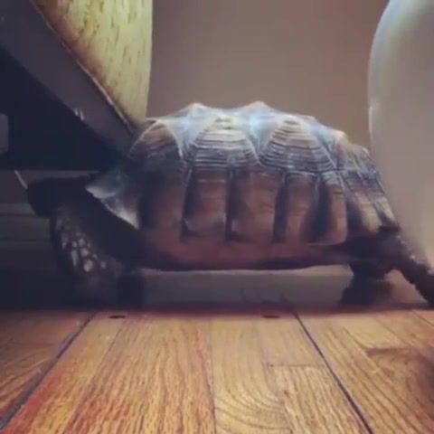 Stayin the line - Video & GIFs | funny animals,funny,animals,slow,slow motion,walking,line,beegees,the beegees,walk,stayin alive,turtle,watcher,animals pets