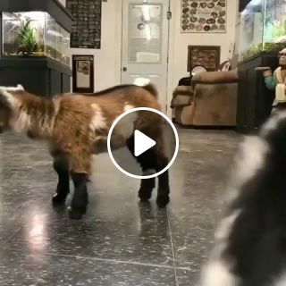 Teaching Baby Goats to Run