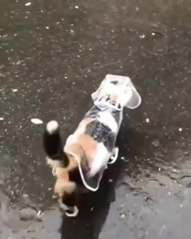 The Cutest Little Raincoat, Cat Raincoat, Blog, Rain, Coat, Cute, Cat, Animals Pets