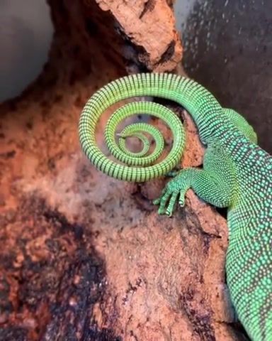 The satisfying swirl of this Green Tree Monitors tail
