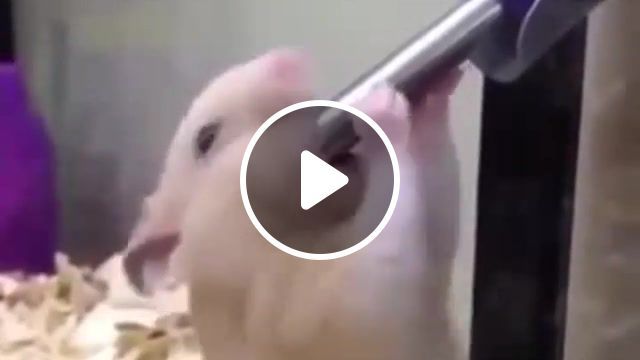 Thirsty, best, entertainment, masturbation, self pleasure, funny, hamster, gerbil, orgasm, blowjob, o face, animals pets. #0