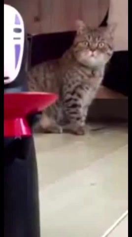 What's going on here - Video & GIFs | cat,ciudotvoret sivan,i do not know,what's going on here,animals pets
