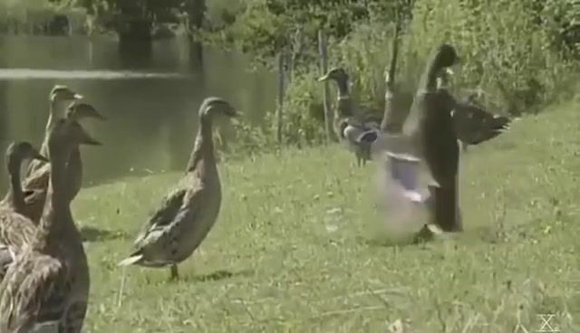 Wild duck dancing, be, dancing bebek liar, danse canard sauvage, tanzen wildente, dans wilde eend, yabani ordek dans.
