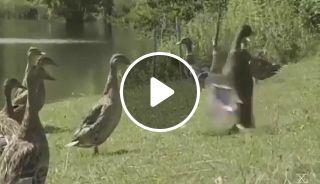 Wild duck dancing