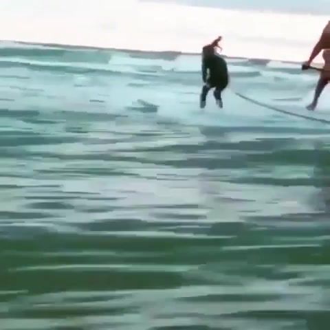 Funny - Video & GIFs | surfing,surf,t rex costume,sports