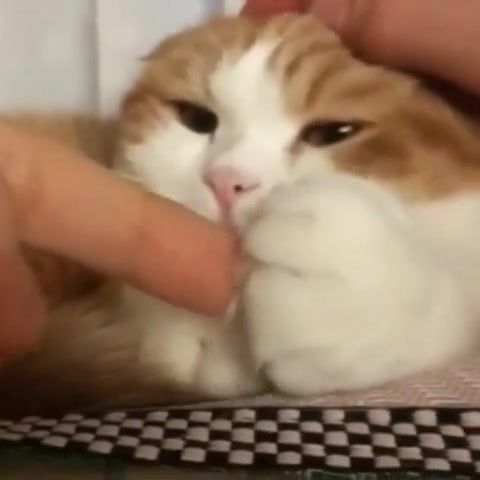 Cat - Video & GIFs | cat,animals pets