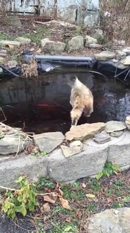 Cat chasing fish under ice, animals pets.