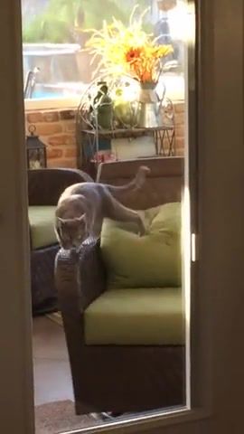 Cat spins in swivel chair daft punk around the world, cat spins in swivel chair, youtube, swivel patio chair, funny cats, daily picks, cat, dailypicksandflicks, flicks, daily, viral, best, picks, interesting, spins, owner, vines, kitty, animals pets.