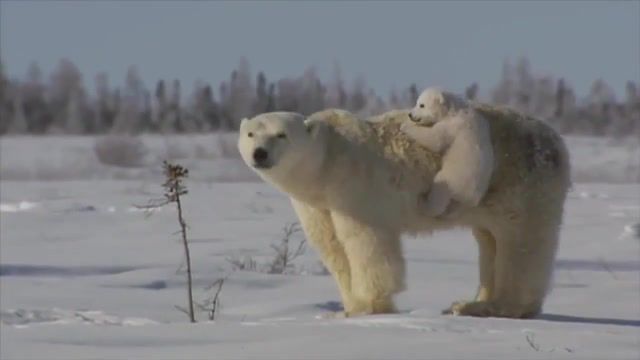 Cute polar bear cubs lovin up their mamma