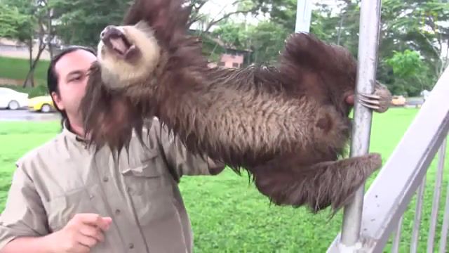Diva sloth