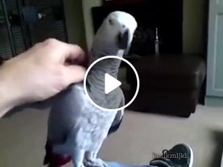 Do not touch me parrot