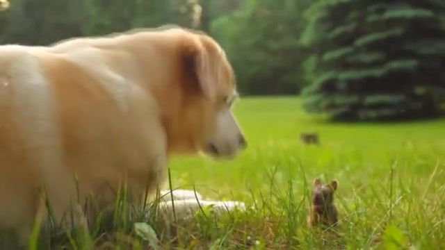 Dog and Bunny - Video & GIFs | meme,funny,fun,love,kiss,kiss the devil,bel heir,bunny,dog,animals pets