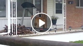 Dog on the treadmill when raining