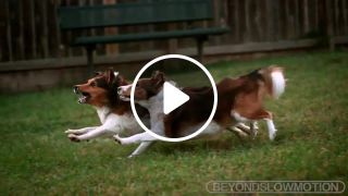 Dogs Chasing Drones Phantom Slow Motion
