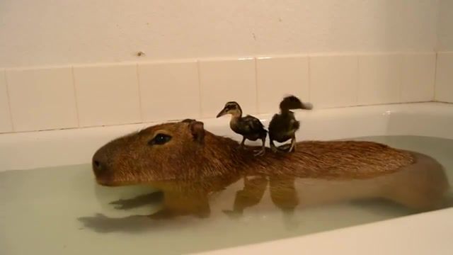 Duckduckgo, duckduckgo, friends, animals, capybara, animals pets.