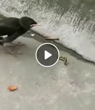 Funny bird and his food D
