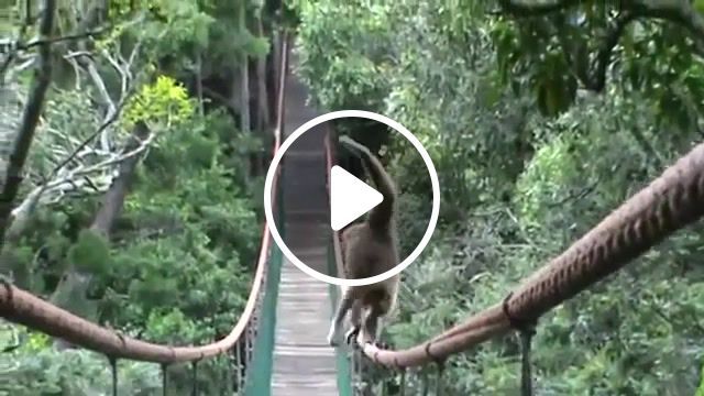 Gibbon do not worry bout it, green, ape, rap, trick, bridge, jungle, eleprimer, balance, wow, apes, animal, zoo, 50 cent, do not worry bout it, gibbon, animals pets. #0