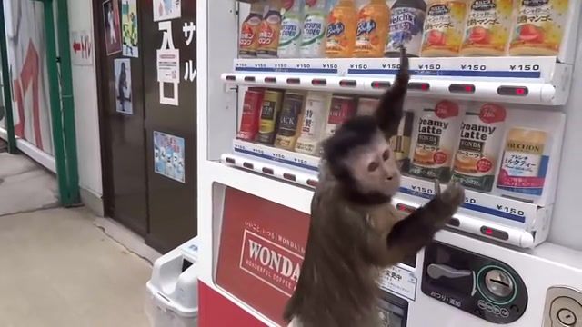 I want the juice give it to me now, do want, crazy, banging, pounding, vending machine, juice, drink, monkey, animals pets.