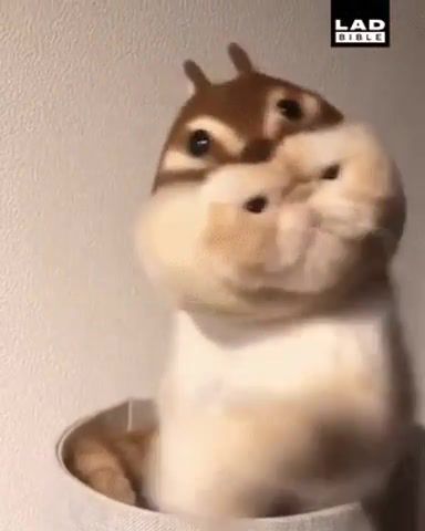 Meow meow daze - Video & GIFs | angry cat,jojo's bizarre adventure,jotaro kujo,ora ora,ora,jojo memes,jojo,zhyzha,animals pets