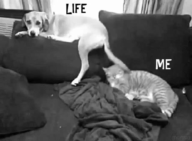 My life is more fun, mylifetime, mylife, my life be like, my life, me, life, animals pets.