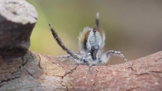 Peacock spider dances to ymca, animals dancing, animals, village people, ymca, dance, peacock spider, spider, jurgen otto, animals pets.