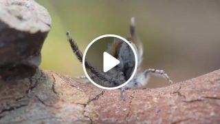 Peacock Spider Dances to YMCA