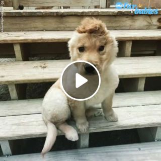 Poor 1 ear puppy