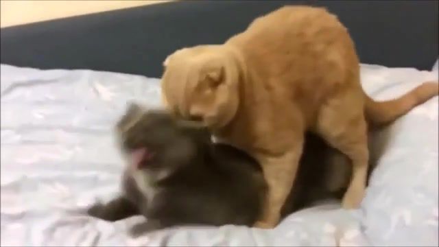 SCREAM - Video & GIFs | meme,cats,funny cats,cat,memes,compilation,family friendly,comp,dank,ylyl,funny,cute,webm,you laugh you lose,animals pets