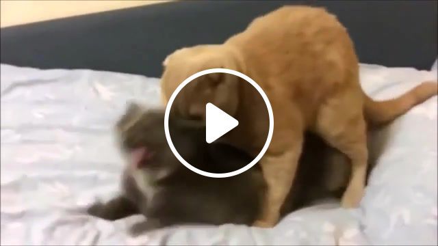Scream, meme, cats, funny cats, cat, memes, compilation, family friendly, comp, dank, ylyl, funny, cute, webm, you laugh you lose, animals pets. #0