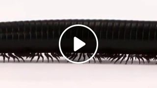 Sound ping centipedes