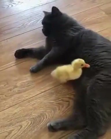 Sparta, cat, duck, really slow motion deadwood, animals, funny, animals pets.