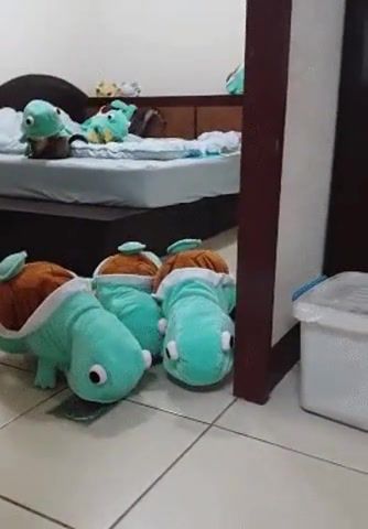 Squirtle cat squad, funny cats, cat, squirtle squad, squirtle, animals pets.