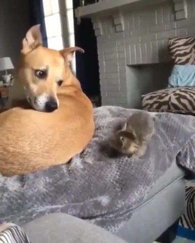 Surprise attack - Video & GIFs | cute,cat,kitten,dog,puppy,funny,surprise,fall,didn't see that coming,ears,floor,eyes,imgur,nice,smelling,face,animals pets
