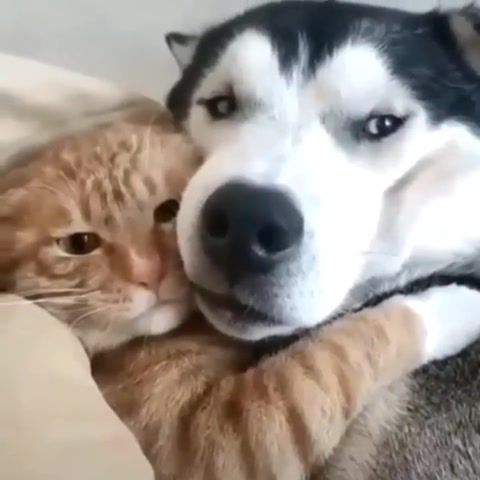 This is love, but I'm not sure, Cat, Dog, Animals Pets