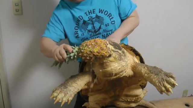 Turtle eats a pineapple