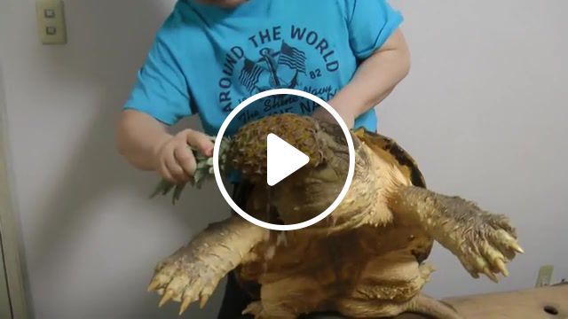 Turtle eats a pineapple, alligator snapping turtle, snapping turtle, alligator snapping turte, pineapple, turtle, japan, animals pets. #0