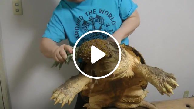 Turtle eats a pineapple, alligator snapping turtle, snapping turtle, alligator snapping turte, pineapple, turtle, japan, animals pets. #1