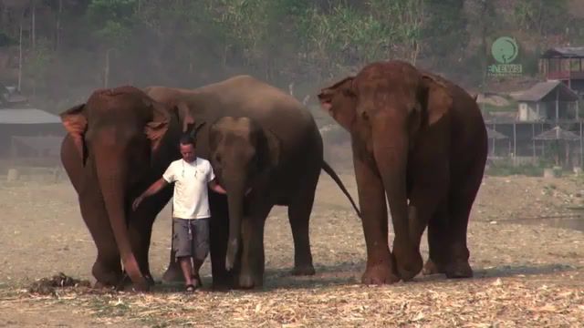 Walking with elephants, cool, elephants, ten walls, walking with elephants, a man call elephant, elephant thailand, kham lha, elephant nature park, elephant, animals pets.