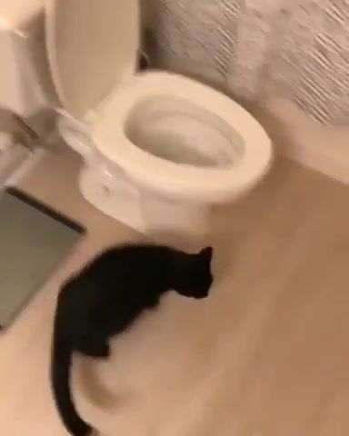 What a smart kitty, animals pets.