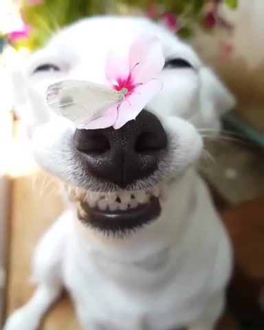 When You Smile, When You Smile, Smile Dog, Doggy, Batterfly, Flower, Flowers, Dog And Flowers, Yarshut, Yarshutv, Animals Pets