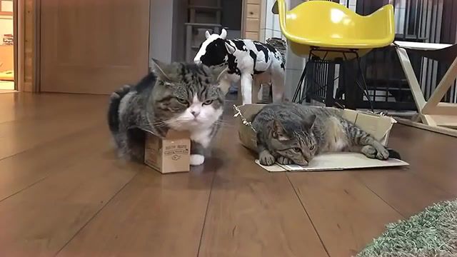 Yet stay at home - Video & GIFs | cat,cats,maru,animal,animals,animals and pets,animals pets
