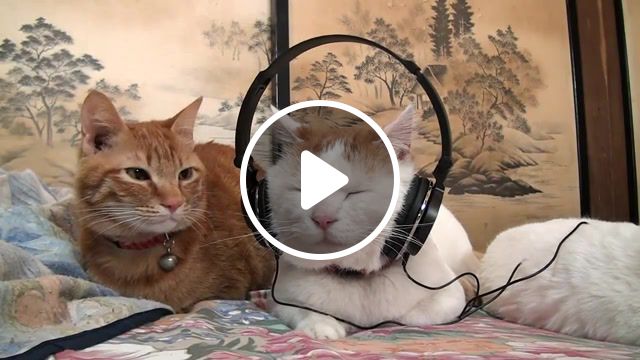 4 cat, music, zoo, animals, cats, cat, animals pets. #1