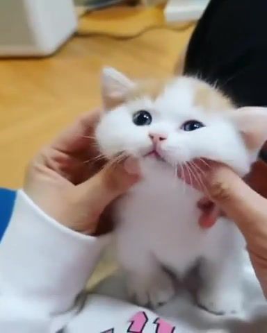 Adorable Kitten, Animals Pets