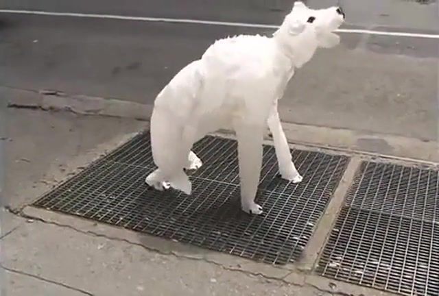 Air Dog Learns to Stand, Dog, Nyc, Nyc Street Art, Bonus Crystals, Bear, Air, Animals Pets