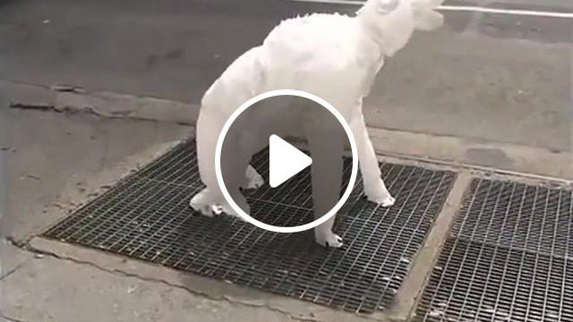 Air Dog Learns to Stand, Dog, Nyc, Nyc Street Art, Bonus Crystals, Bear, Air, Animals Pets